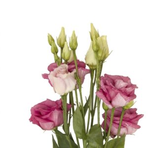 lisianthus