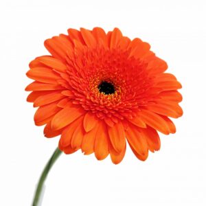Gerbera
