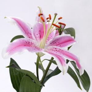 Lilium - Ľalia